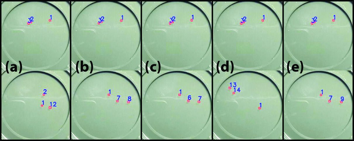 &lt;strong&gt;Figure 4.&lt;/strong&gt; Frame-by-frame identity (ID) switching and new false assignments in previous state-of-the-art models. The top row depicts initial ID assignments and the bottom row shows ID assignments in a later frame. &lt;strong&gt;4a.&lt;/strong&gt; StrongSORT. &lt;strong&gt;4b.&lt;/strong&gt; Observation-Centric (OC)-SORT. &lt;strong&gt;4c.&lt;/strong&gt; Deep OC-SORT. &lt;strong&gt;4d.&lt;/strong&gt; &lt;span style=&quot;font-family:&#x27;Courier New&#x27;&quot;&gt;BoT-SORT&lt;/span&gt;. &lt;strong&gt;4e.&lt;/strong&gt; &lt;span style=&quot;font-family:&#x27;Courier New&#x27;&quot;&gt;ByteTrack&lt;/span&gt;. Figure adapted from [8].