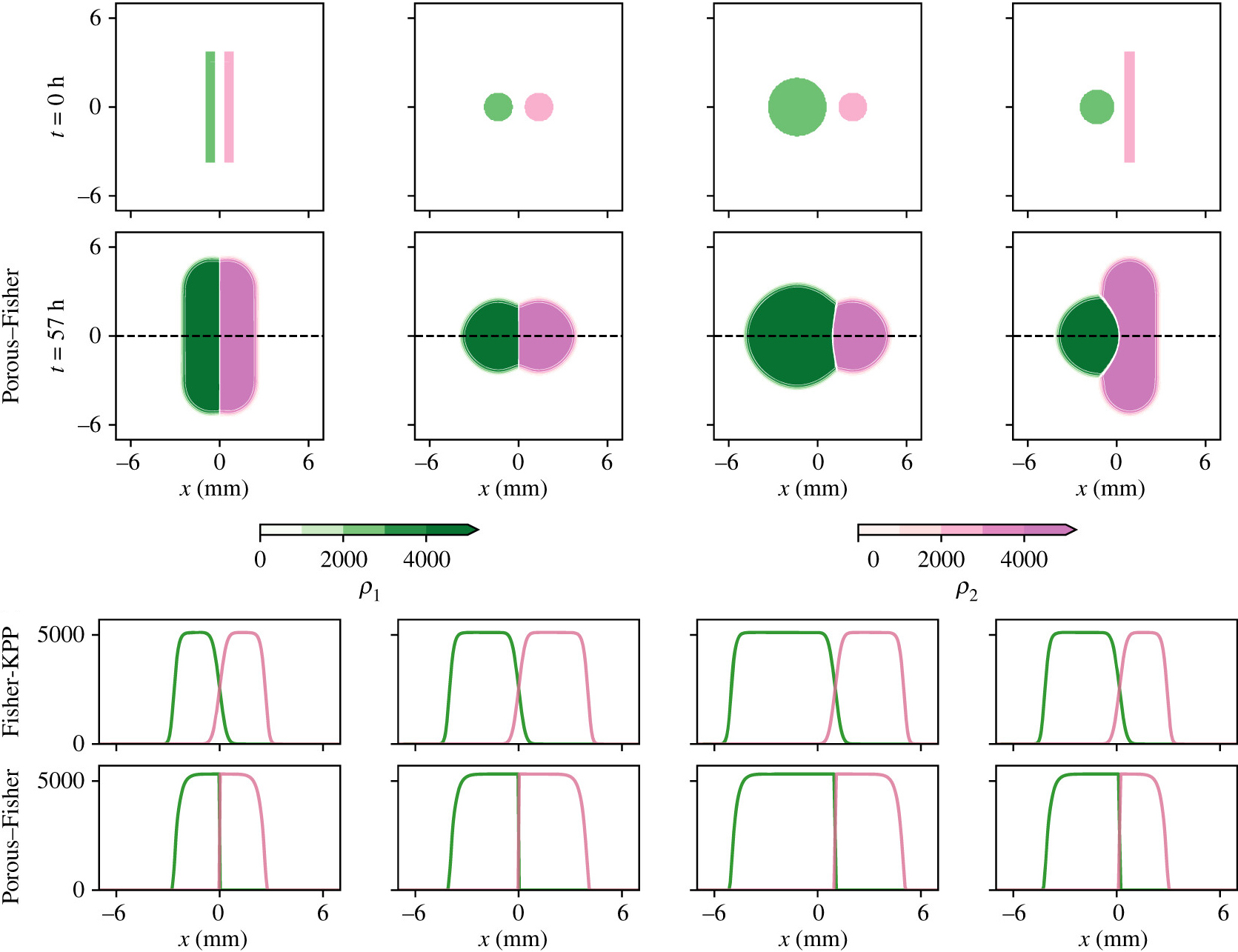 &lt;strong&gt;Figure 2.&lt;/strong&gt; Comparison with experiments from the Cohen Lab at Princeton University [3]. The lower panels provide the density profiles along the black dashed lines in the upper panels. Note that the Fisher-Kolmogorov-Petrovsky-Piskunov model predicts the mixing of the two tissues. Figure courtesy of [1].