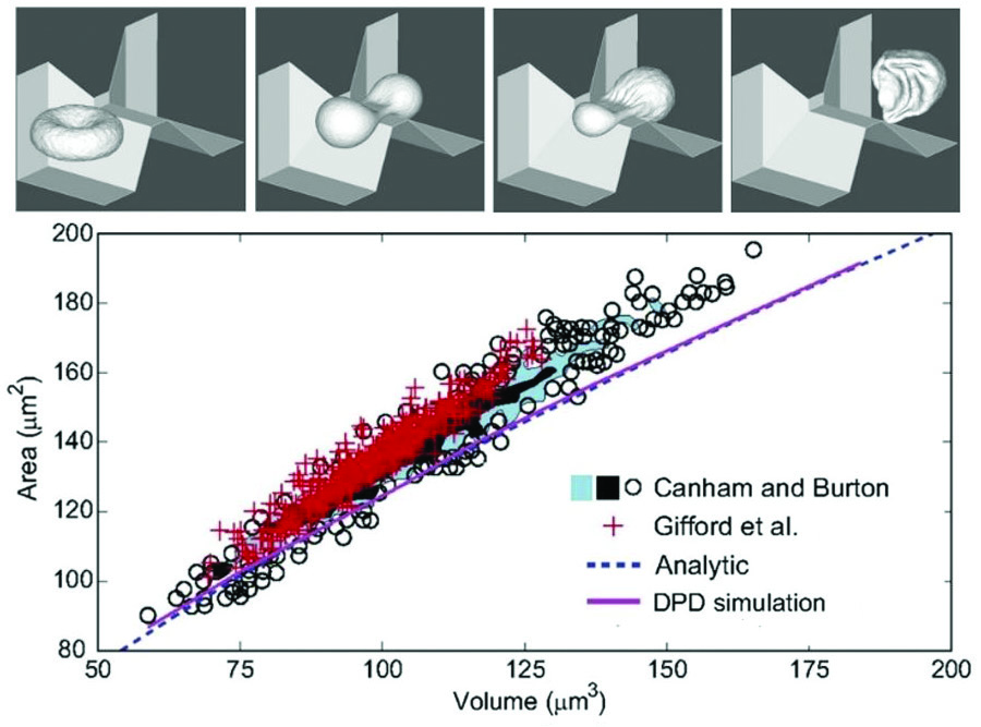 &lt;strong&gt;Figure 2.&lt;/strong&gt; Predicted volume-area relationship of RBC population for splenic slit clearance, compared with experiments. Healthy RBCs with volumes and areas to the left of the curves would cross the splenic slits, whereas RBCs located to the right of the curves would be filtered out. Image adapted from [6].