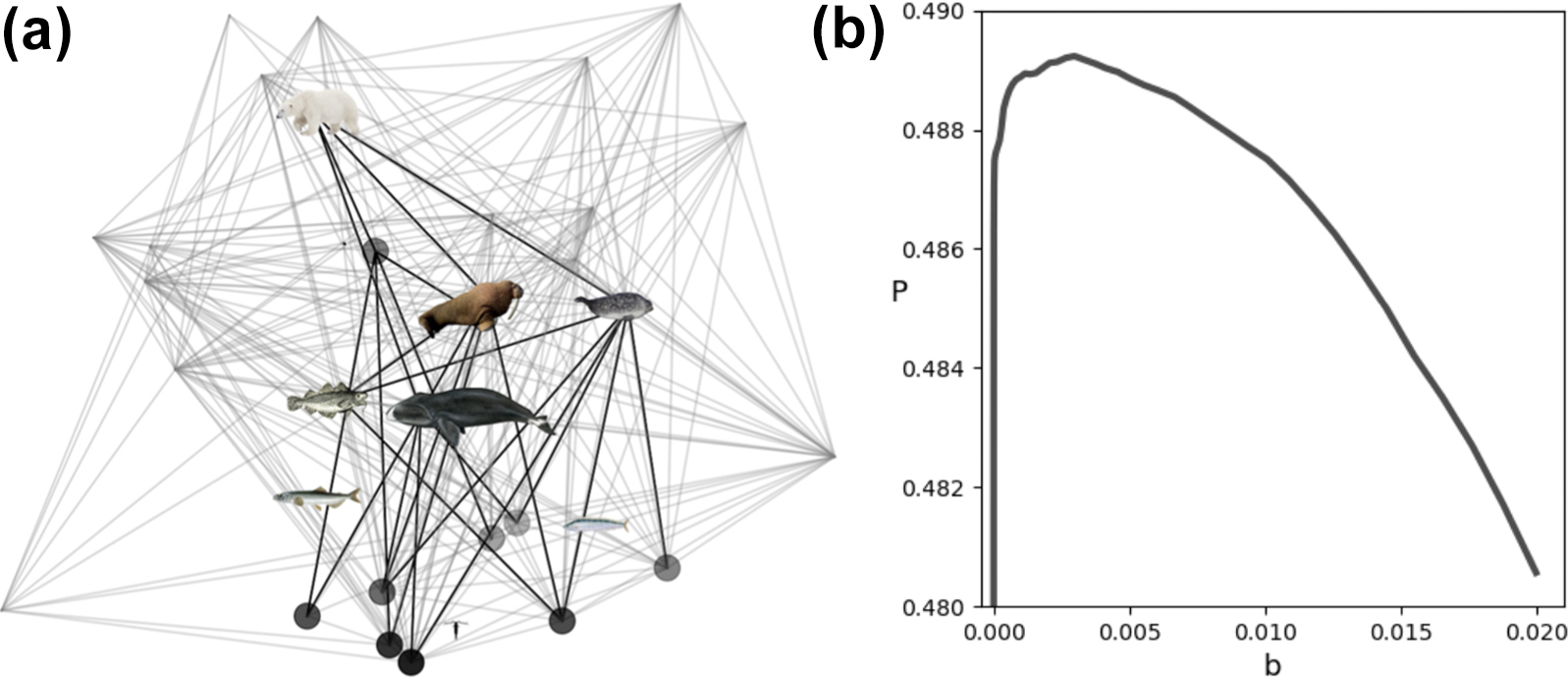 <strong>Figure 3.</strong> The stabilizing effect of minor ecosystem members. <strong>3a.</strong> Sample network with main species (dark gray) and minor species (light gray). <strong>3b.</strong> Proportion of stable webs \(P\) as a function of background pressure \(b\). Without background species, \(P=0.455\). Figure courtesy of Stefan Awender.