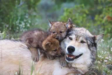 Wolves have been the primary predator of moose on Isle Royale, a small island in Lake Superior, since 1948. Image courtesy of the National Park Service.