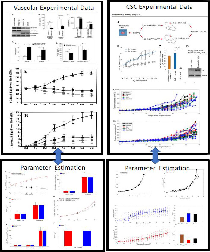 &lt;strong&gt;Figure 3.&lt;/strong&gt; A small sampling of experimental data and the corresponding parameter fitting for both the endothelial cell-tumor cell crosstalk module and the cancer stem cell (CSC)-IL-6 module. Figure courtesy of [1] and [3].