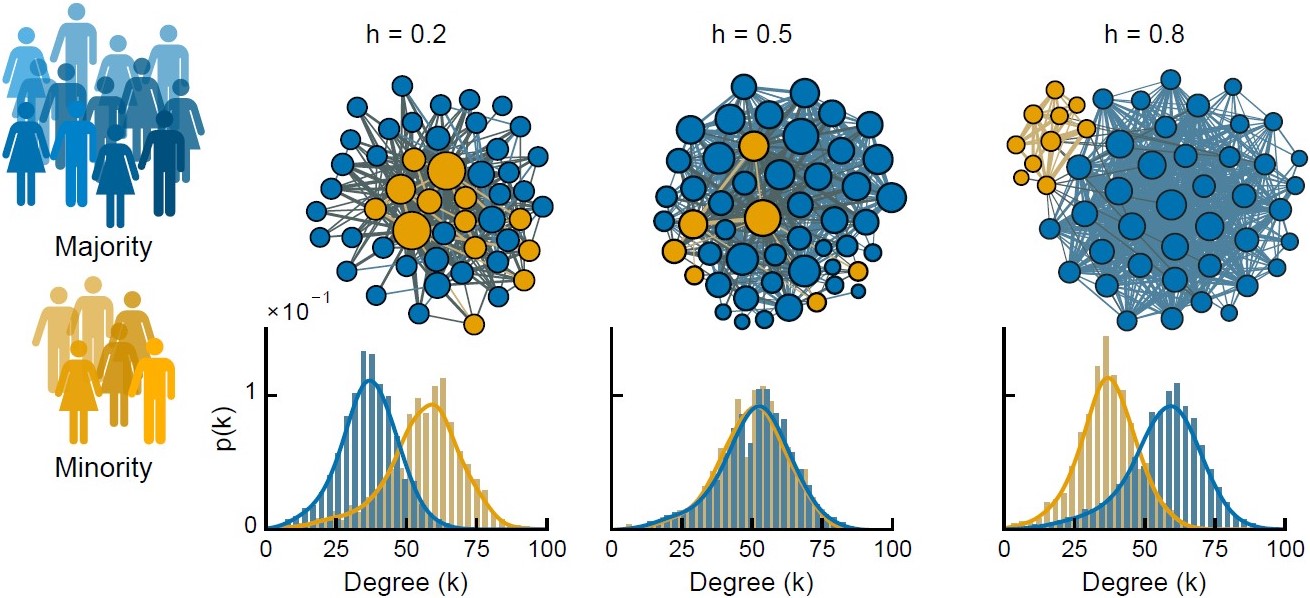 &lt;strong&gt;Figure 1.&lt;/strong&gt; Degree (network connectivity) distribution of minorities and majorities in social gatherings in three scenarios: high intergroup mixing \((h = 0.2)\), no mixing preference \((h = 0.5)\), and high intragroup mixing \((h=0.8)\). Group mixing preferences that are based on the individuals’ characteristics can create network effects in degree visibility. Figure adapted from [6].