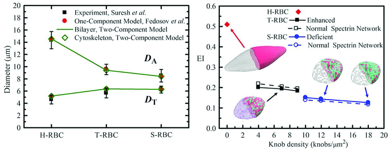 &lt;strong&gt;Figure 3.&lt;/strong&gt; Shape deformation of RBCs under tensile forcing. &lt;strong&gt;Left.&lt;/strong&gt; Stretching response of RBCs compared with experiments from [7]. &lt;strong&gt;Right. &lt;/strong&gt;Effect of knob density on cell deformability of T-RBCs and S-RBCs, stages of the malaria parasite. Image adapted from [1].