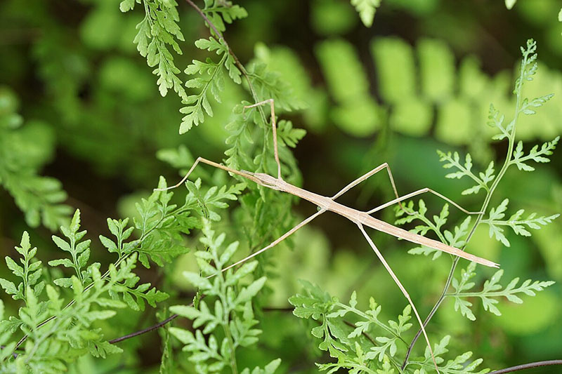 <strong>Figure 1.</strong> Stick insects offer an accessible way to study the generation of rhythmic patterns of movement. Figure courtesy of <a href="https://commons.wikimedia.org/wiki/File:Phasmatodea_00613.jpg" target="_blank">Vengolis/Wikimedia Commons</a> under the <a href="https://creativecommons.org/licenses/by-sa/4.0/deed.en" target="_blank">Creative Commons Attribution-ShareAlike 4.0 International</a> license.