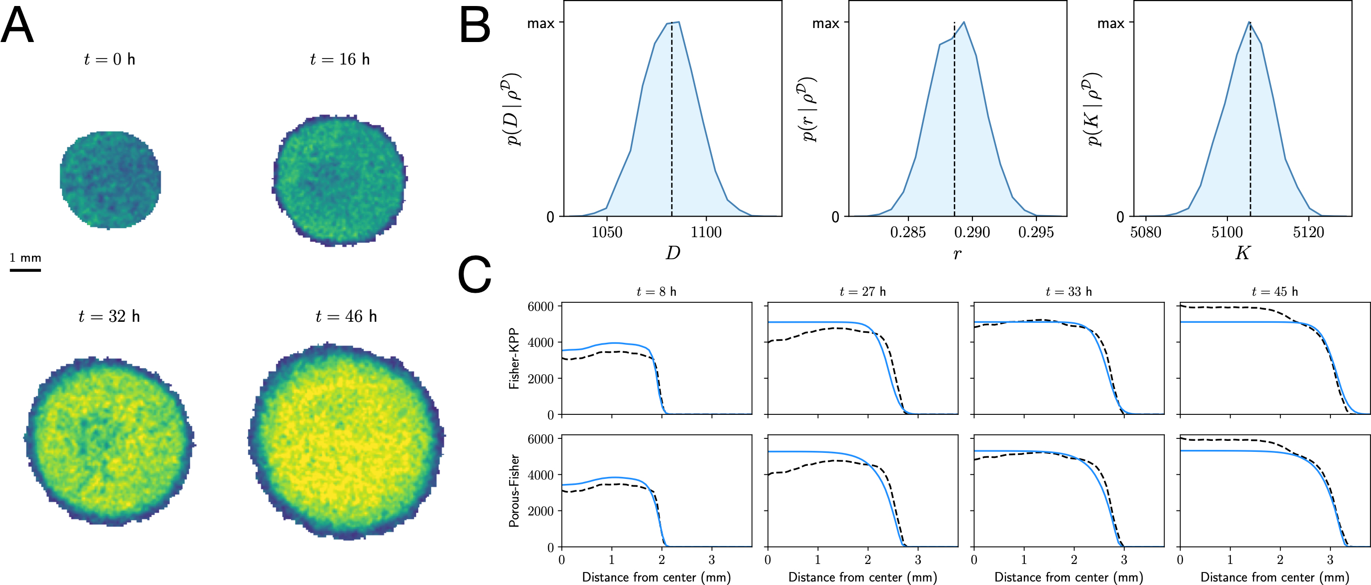 &lt;strong&gt;Figure 1.&lt;/strong&gt; A combination of Bayesian inference and mathematical modeling describes epithelial tissue growth. &lt;strong&gt;1a.&lt;/strong&gt; Experimental results for the dynamics of freely expanding epithelial monolayers [2]. &lt;strong&gt;1b.&lt;/strong&gt; Posterior distributions for the parameters of the Fisher-Kolmogorov-Petrovsky-Piskunov model. 1c. Comparison between model predictions (solid line) and data (dashed line). Figure adapted from [1] and [2].