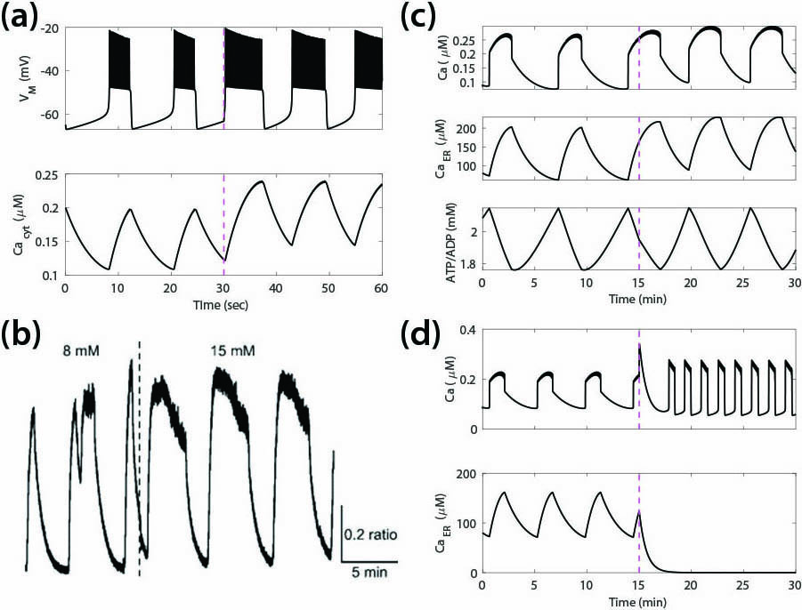 &lt;strong&gt;Figure 1.&lt;/strong&gt; Simulations with the original and augmented Chay-Keizer models compared to data. &lt;strong&gt;1a.&lt;/strong&gt; In the original model, increasing glucose at \(t=30\) seconds (dashed line)—represented by reduced conductance of adenosine triphosphate (ATP)-sensitive K&lt;sup&gt;+&lt;/sup&gt; (KATP) channels—increases plateau fraction and calcium. &lt;strong&gt;1b.&lt;/strong&gt; Experimentally measured calcium is a square wave, not a sawtooth wave. &lt;strong&gt;1c.&lt;/strong&gt; Augmented model where the endoplasmic reticulum (ER) and ATP/adenosine diphosphate (ADP) oscillate in phase with calcium. ATP/ADP does not increase when glucose increases at \(t=15\) minutes, in agreement with experiments [5]. &lt;strong&gt;1d.&lt;/strong&gt; In the augmented model, oscillations persist when ER calcium uptake is blocked at \(t=15\) minutes, in agreement with experiments. Figures 1a, 1c, and 1d courtesy of the authors, and 1b courtesy of [6].