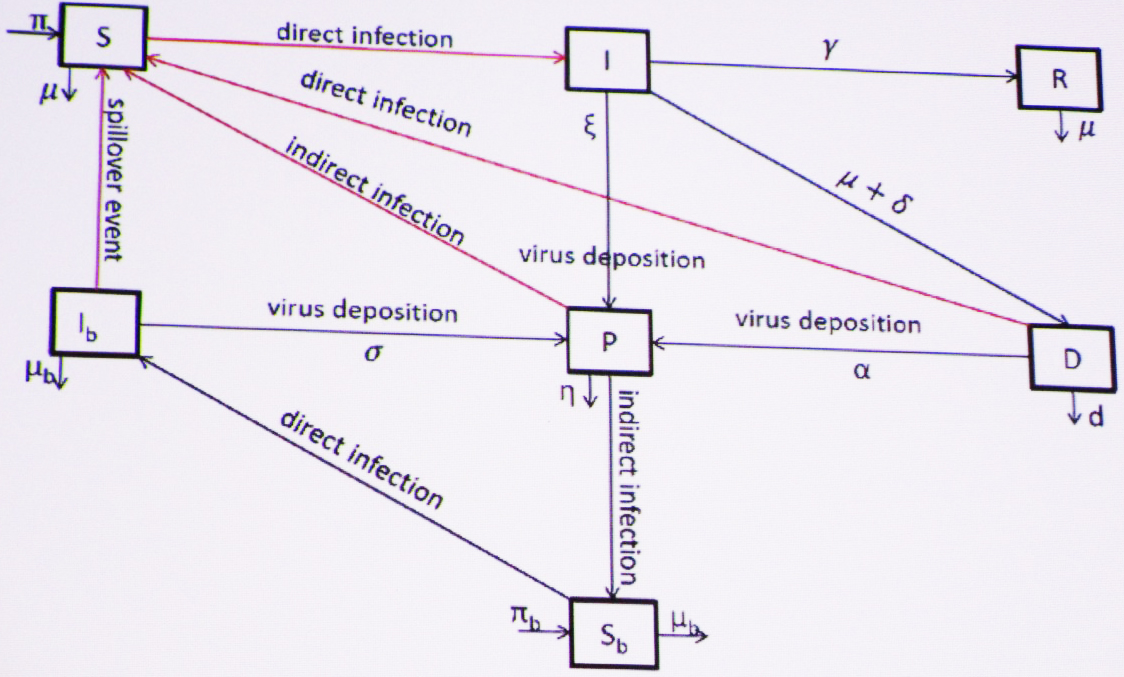 &lt;strong&gt;Figure 2.&lt;/strong&gt; Coupled bat-human spillover model. Figure courtesy of Herve Michel Djouosseu Tenkam.
