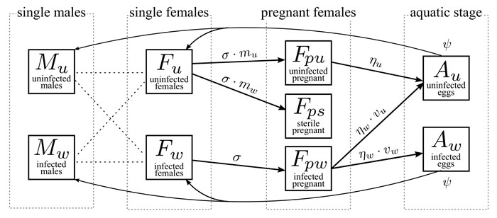 <strong>Figure 2.</strong> Maternal transmission of Wolbachia in the mosquito population.