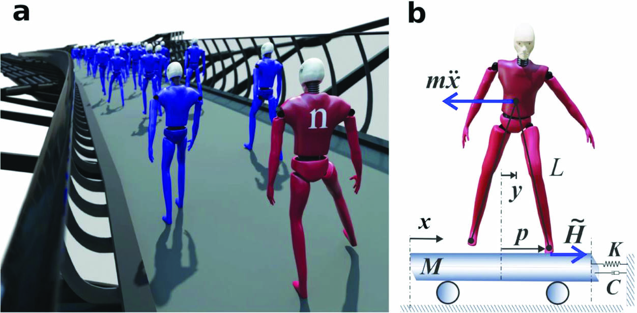 &lt;strong&gt;Figure 1.&lt;/strong&gt; Outline of the mathematical model of pedestrian-induced lateral instability. &lt;strong&gt;1a.&lt;/strong&gt; Pedestrians are added sequentially at fixed time increments. The addition of the \(n\)th pedestrian \((n=N_{\rm crit})\) causes the overall damping coefficient to become negative, meaning that the amplitude of motion increases rather than diminishes. &lt;strong&gt;1b.&lt;/strong&gt; Inverted pendulum model of bridge mode and pedestrian lateral motion. Figure courtesy of [2].