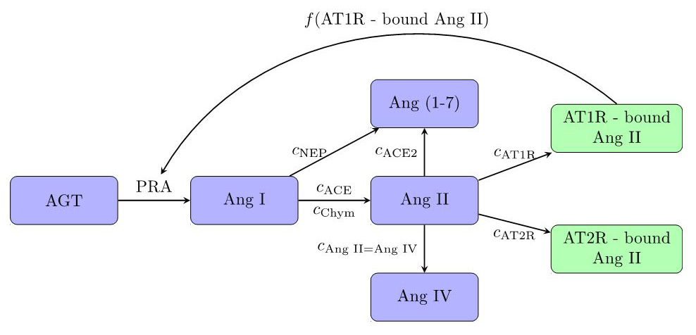 &lt;strong&gt;Figure 2.&lt;/strong&gt; The renin-angiotensin reaction cascade. Notations are analogous to Figure 1. Figure courtesy of [4].