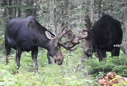 Moose began inhabiting Lake Superior’s Isle Royale as early as the 1900s; now they are an iconic part of the ecosystem. Image courtesy of the National Park Service.