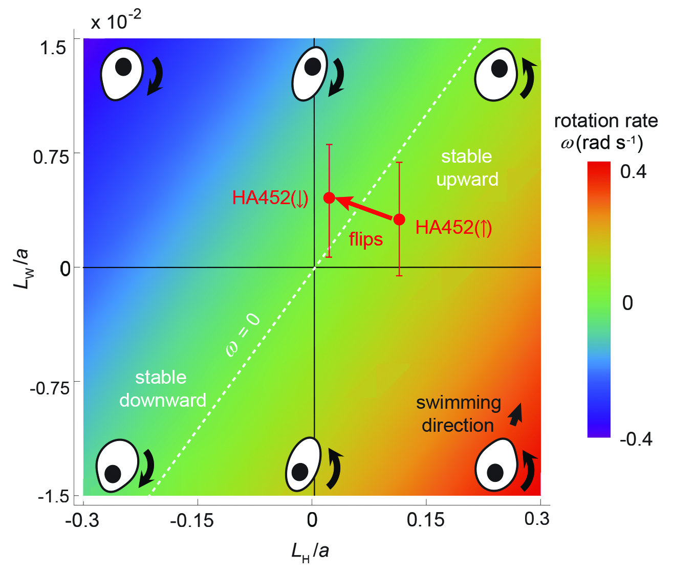 &lt;strong&gt;Figure 2.&lt;/strong&gt; Regime diagram of cell stability. Colors denote the cell rotation rate &lt;em&gt;&amp;omega;&lt;/em&gt; following an orientational perturbation: &lt;em&gt;&amp;omega;&lt;/em&gt;&gt;0 denotes negatively gravitactic cells (stable upward), &lt;em&gt;&amp;omega;&lt;/em&gt;&lt;0 denotes positively gravitactic cells (stable downward), and &lt;em&gt;&amp;omega;&lt;/em&gt;=0 (white dashed line) denotes neutrally stable cells. Sample asymmetry configurations corresponding to different locations on the regime diagram are illustrated by the black and white schematics. Full circles denote experimental data [8]. The morphological adaptation of HA452 cells in response to overturning causes the population stability to switch (red arrow crossing the white dashed line). The original population splits into a subpopulation swimming downward HA452(&amp;darr;) and a subpopulation swimming upward, HA452(&amp;uarr;). Adapted from [8].