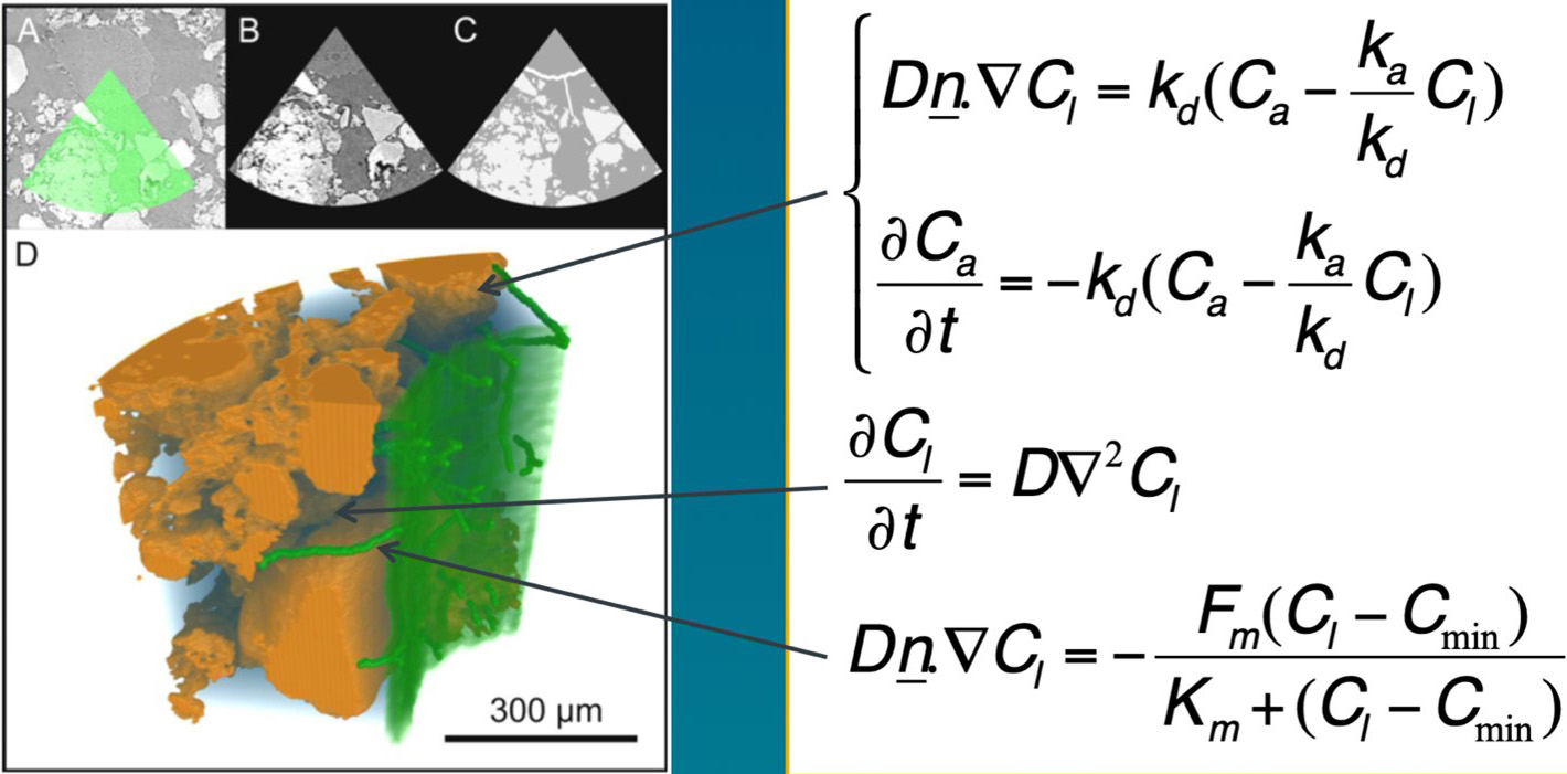 &lt;strong&gt;Figure 1.&lt;/strong&gt; Sample image and model for root hair phosphorus uptake. \(C_l\) is the nutrient’s concentration in the soil pore water, \(C_a\) is the amount of nutrient that is attached to the soil particle surfaces, \(k_d\) is the rate of nutrient desorption from the soil particle surfaces into the soil pore water, \(k_a\) is the rate of nutrient adsorption from the soil pore water to the soil particle surfaces, \(D\) is the nutrient diffusion coefficient in water, \(F_m\) and \(K_m\) are Michaelis-Menten constants that describes nutrient uptake by root surfaces, and \(C_\textrm{min}\) is the nutrient pore water concentration when root nutrient uptake ceases. Figure adapted from [3].