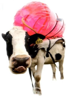 <strong>Figure 1.</strong> Effectively combining computational and data science, CSE15 invited speaker Anna Michalak provided surprising statistics on greenhouse gases, derived in part from an innovative study in which Argentinian researchers used plastic tanks strapped to the backs of cows to estimate methane production. Image credit: REUTERS/Marcos Brindicci