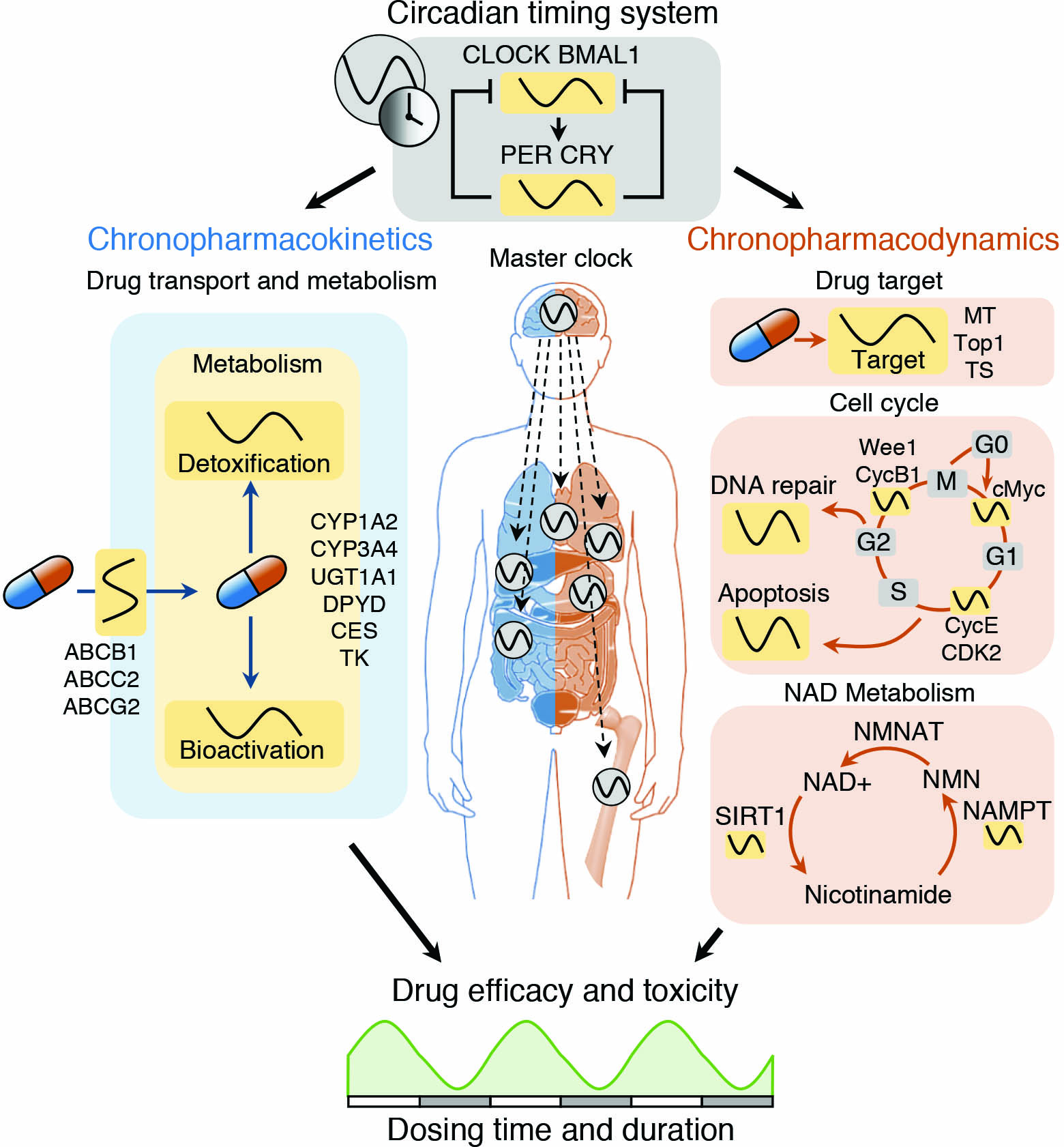 &lt;strong&gt;Figure 1.&lt;/strong&gt; The circadian timing system controls key pharmacokinetic/dynamic factors, resulting in circadian variations in drug efficacy and toxicity. Figure courtesy of [5].