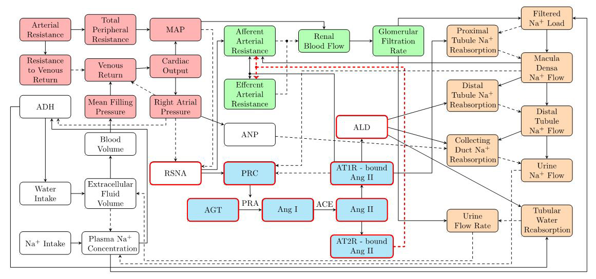 &lt;strong&gt;Figure 1&lt;/strong&gt;. Schematic model of blood pressure regulation. Pink nodes denote variables that describe cardiovascular function, green nodes denote renal hemodynamics, orange nodes denote renal sodium handling and urine production, and blue nodes denote the renin-angiotensin system. Each node typically consists of a system of ordinary differential and algebraic equations. Red outlines indicate sex-specific model components. Notations are defined as follows: anti-diuretic hormone (ADH); mean arterial pressure (MAP); atrial natriuretic peptide (ANP); renal sympathetic nerve activity (RSNA); plasma renin concentration (PRC); plasma renin activity (PRA); angiotensinogen (AGT); angiotensin I (Ang I); angiotensin II (Ang II); angiotensin II type 1 receptor bound angiotensin II (AT1R-bound Ang II); angiotensin II type 2 receptor bound angiotensin II (AT2R-bound Ang II); and aldosterone (ALD). Figure courtesy of [3].