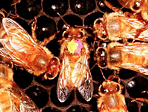 &lt;strong&gt;Figure 2.&lt;/strong&gt; Scout bees apply a head-butt stop signal to dancers promoting alternative nest sites. Image courtesy of James Nieh.