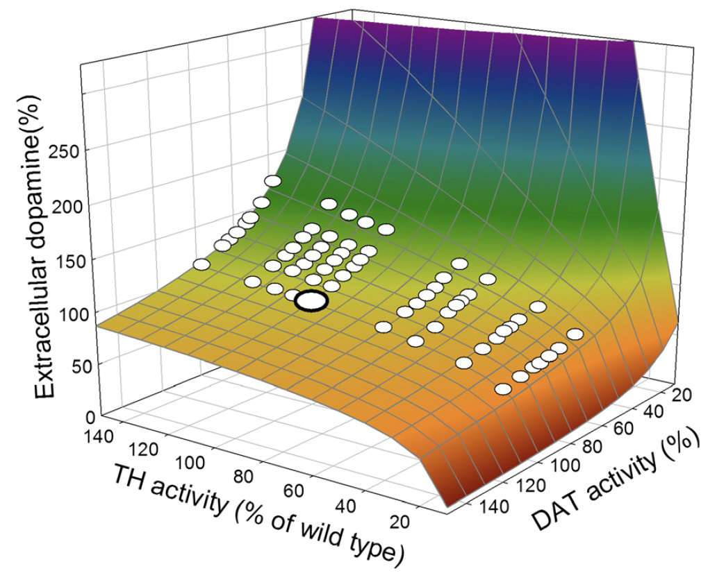 &lt;strong&gt;Figure 1.&lt;/strong&gt; Homeostasis of dopamine under a wide range of production of the enzyme tyrosine hydroxylase (TH) and the dopamine reuptake transporter (DAT), which are to varying degrees controlled by genes. The stated values are all relative to an average genotype, which the authors of the study call the “wild type.” Figure courtesy of [1] and reproduced with permission under the &lt;a href =&quot;https://creativecommons.org/licenses/by/4.0&quot;&gt;Creative Commons Attribution 4.0 International License&lt;/a&gt;.