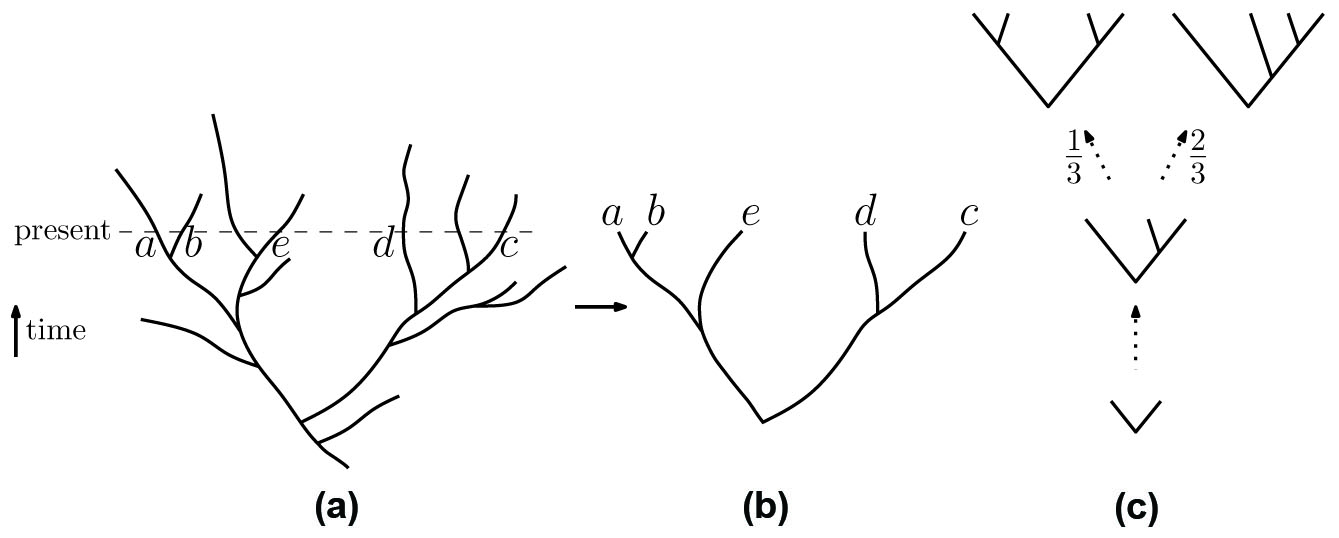 &lt;strong&gt;Figure 1. 1a.&lt;/strong&gt; A birth-death tree showing speciation and extinction. &lt;strong&gt;1b.&lt;/strong&gt; The associated discrete “reconstructed tree.” &lt;strong&gt;1c.&lt;/strong&gt; Growing a tree by the Yule-Harding (YH) process.