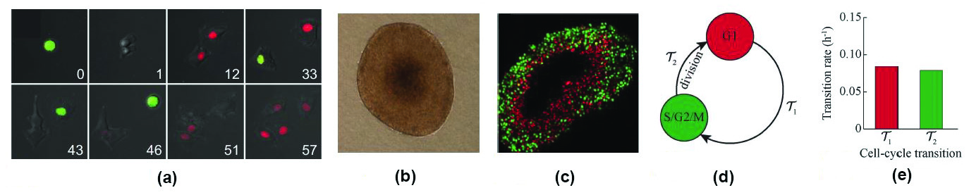 &lt;strong&gt;Figure 1.&lt;/strong&gt; Experimental images and conceptual model for the cell cycle as revealed by FUCCI labelling. &lt;strong&gt;1a.&lt;/strong&gt; Time-lapse images depicting the progression of three generations of FUCCI-transduced C8161 melanoma cells through the cell cycle. The numbers in each subfigure indicate the time in hours. &lt;strong&gt;1b.&lt;/strong&gt; Phase contrast image of a C8161 melanoma spheroid with an approximate diameter of 0.5 millimeters. &lt;strong&gt;1c.&lt;/strong&gt; Image of a slice of a C8161 melanoma spheroid of similar size to 1b where the cells are transduced with FUCCI. &lt;strong&gt;1d.&lt;/strong&gt; Conceptual model of FUCCI technology. &lt;strong&gt;1e.&lt;/strong&gt; Experimental data presenting quantification of the rate of red-to-green and green-to-red transitions for the C8161 melanoma cell line. 1a courtesy of [2], 1b and 1c courtesy of [1], 1d and 1e courtesy of [8].