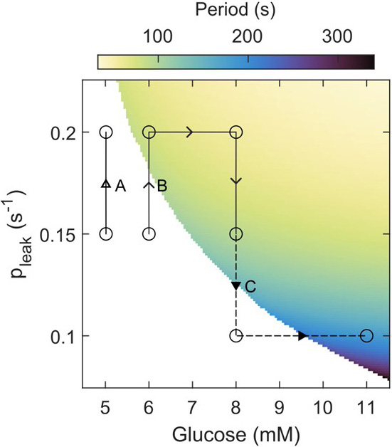 &lt;strong&gt;Figure 3.&lt;/strong&gt; In model simulations, small currents that are activated when the endoplasmic reticulum (ER) empties shift the threshold for oscillations (colored region) but are neither necessary nor sufficient. In five mM glucose, increasing ER leak fails to trigger oscillations (see line A). Increasing the leak triggers oscillations in six mM glucose, but increased leak is not necessary in eight mM glucose (see line B). Reducing the leak in eight mM glucose stops oscillations, but raising glucose to 11 mM restores them (see line C). Figure courtesy of the authors.