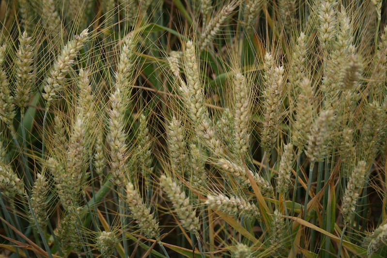 <strong>Figure 1.</strong> Farmers plant Scottish winter wheat in the fall and harvest it the following summer. The crop establishes a root system, goes dormant during the winter, and resumes growth in the spring. Figure courtesy of <a href="https://www.flickr.com/photos/12567713@N00/7501856784" target="_blank">born1945/Flickr</a> and shared via the <a href="http://creativecommons.org/licenses/by/2.0" target="_blank">Creative Commons Attribution 2.0 Generic license</a>.