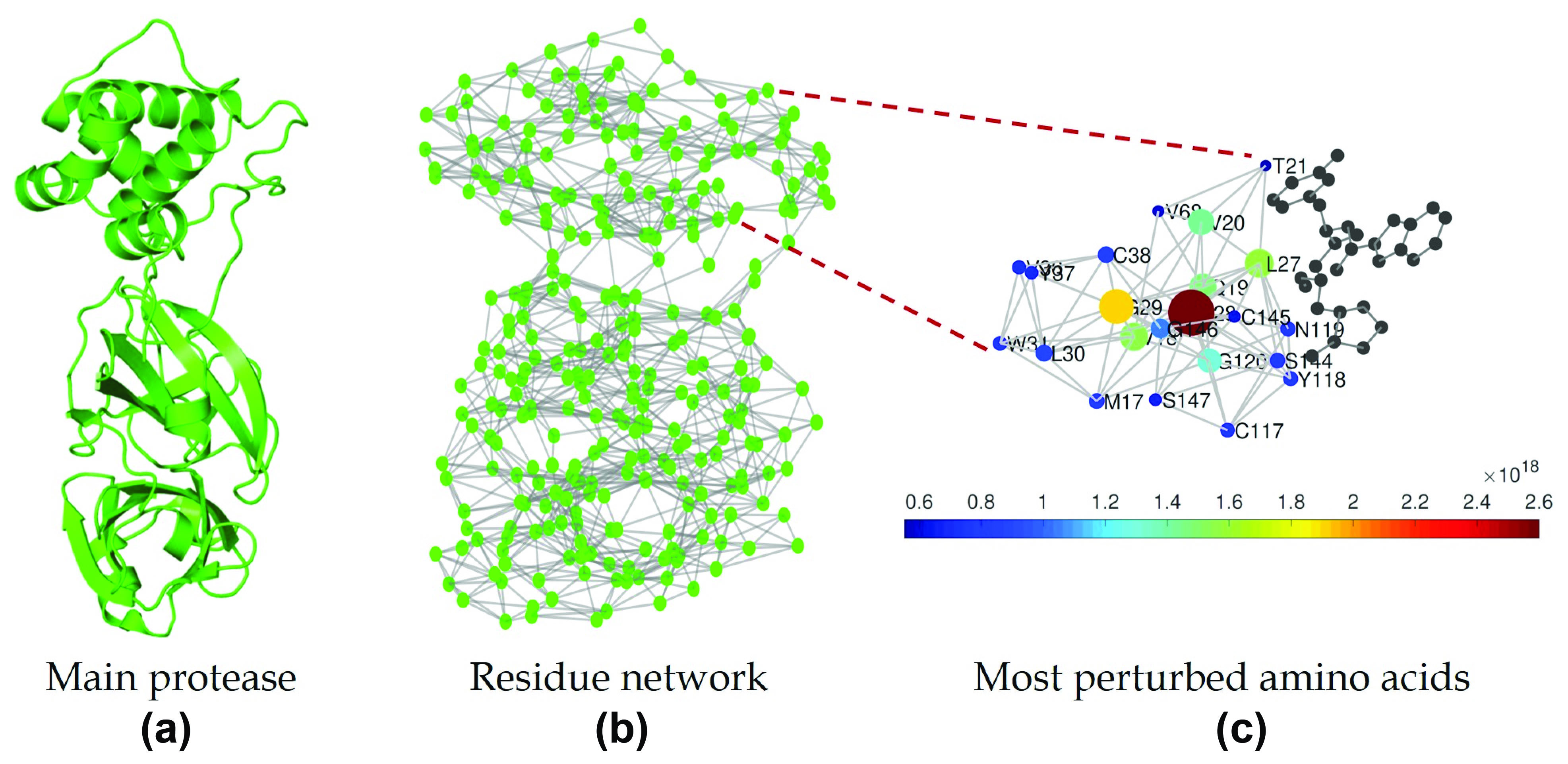 &lt;strong&gt;Figure 1.&lt;/strong&gt; Schematic illustration of the main findings reported in [4]. &lt;strong&gt;1a.&lt;/strong&gt; The SARS-CoV-2 main protease (M&lt;sup&gt;pro&lt;/sup&gt;). &lt;strong&gt;1b.&lt;/strong&gt; The protein residue network of M&lt;sup&gt;pro&lt;/sup&gt;. &lt;strong&gt;1c.&lt;/strong&gt; Contribution of amino acids (AAs) near the binding site of the matrix function \(Z\). Figure courtesy of Ernesto Estrada.