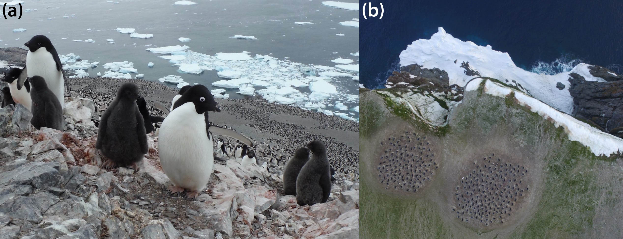 <strong>Figure 1.</strong> Adélie penguin colonies form complex shapes on the landscape. <strong>1a.</strong> Adélie penguins and chicks at Madder Cliffs in Antarctica. <strong>1b.</strong> Quadcopter aerial imagery of Adélie penguins nesting on Heroína Island in the Antarctic Danger Islands. Figure 1a courtesy of Michael Schrimpf; Figure 1b courtesy of Thomas Sayre-McCord, ©Woods Hole Oceanographic Institution/Massachusetts Institute of Technology.
