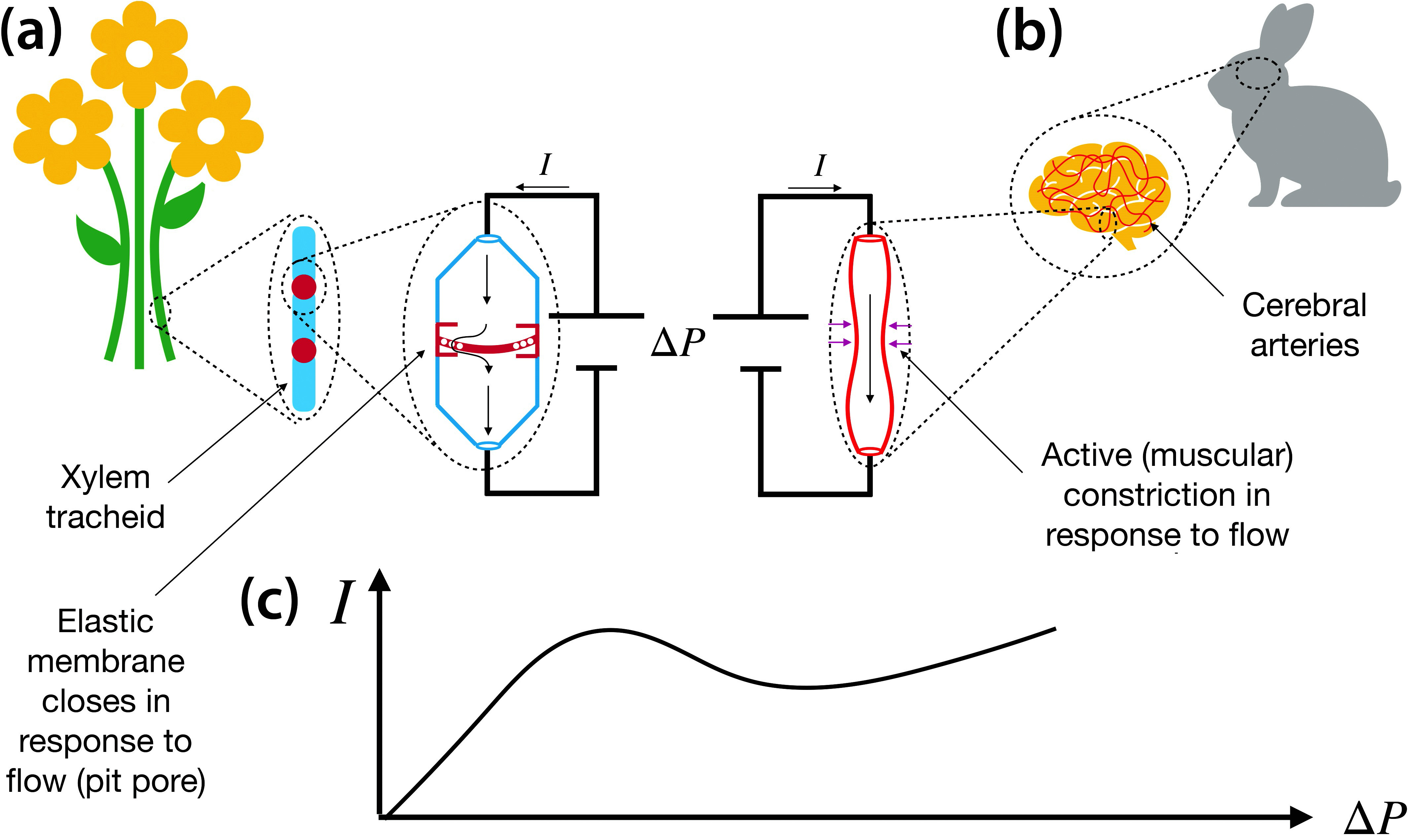 &lt;strong&gt;Figure 1.&lt;/strong&gt; Nonlinear flow in plant and animal vasculature. &lt;strong&gt;1a.&lt;/strong&gt; Zooming into the plant stem shows xylem tracheids and pit pores, which transport water from the roots to the leaves. &lt;strong&gt;1b.&lt;/strong&gt; Zooming into the mammalian brain reveals the arteries that feed it. &lt;strong&gt;1c.&lt;/strong&gt; When a pit pore [4] or cerebral artery [6] is isolated and connected to a pump, the flow \((I)\) that is measured as a function of pressure difference \((\Delta P)\) follows a nonlinear curve that reveals a region of negative slope (negative differential resistance). Figure courtesy of Miguel Ruiz-García.