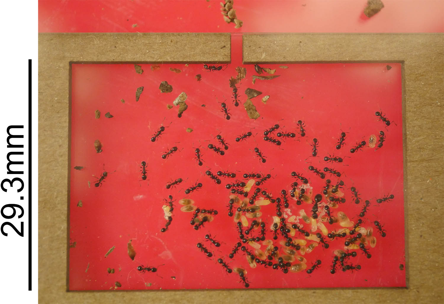 <strong>Figure 1.</strong> An acorn ant colony can comfortably live within a small cardboard cutout. Figure courtesy of Grant Doering.