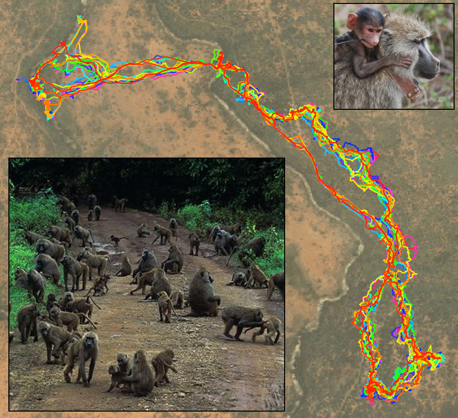&lt;strong&gt;Figure 1.&lt;/strong&gt; Trajectories of locations of individuals in social animal networks can help researchers understand decision processes and test whether the network can predict behavior. Berger-Wolf found that both nearest neighbors and long-term affiliates predict individual locations during collective movement in wild baboons. Image credit: [1].