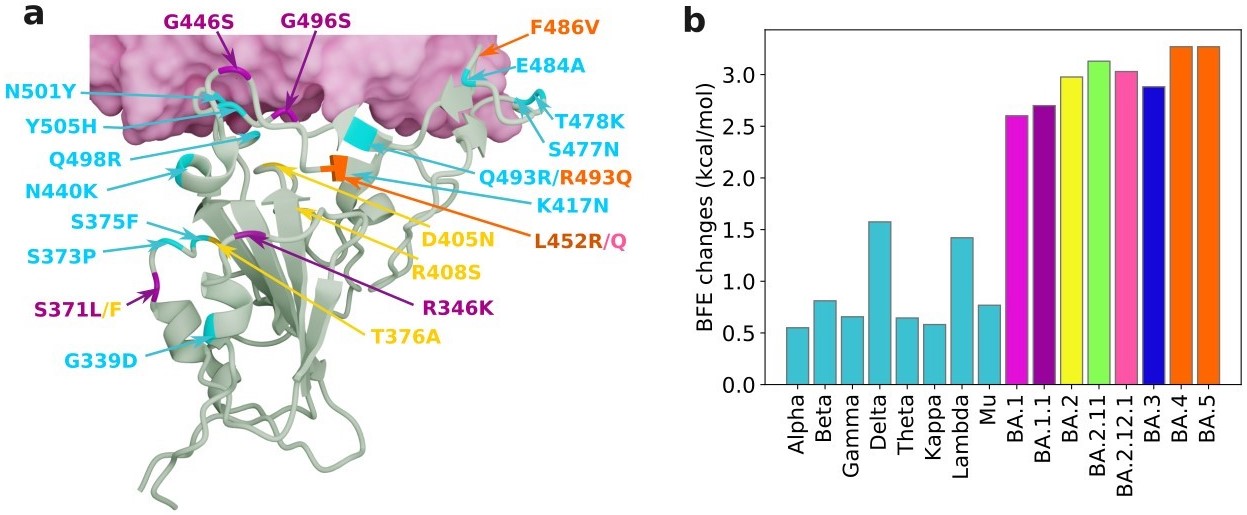 &lt;strong&gt;Figure 2.&lt;/strong&gt; The receptor-binding domain (RBD) mutations of Omicron subvariants at the RBD-hACE2 interface, as well as their mutation-induced changes in binding free energy (BFE). &lt;strong&gt;2a.&lt;/strong&gt; RBD mutations of Omicron subvariants at the RBD-hACE2 interface. The 12 shared mutations are shown in cyan, BA.1 mutations are plotted with magenta, BA.2 mutations are marked in yellow, and BA.4 and BA.5 mutations are labeled in orange. One can match the colors to the chart in Figure 2b. &lt;strong&gt;2b.&lt;/strong&gt; A comparison of predicted mutation-induced BFE changes for various SARS-CoV-2 variants and subvariants. According to the Boltzmann distribution, a variant with higher BFE change has an exponential advantage in infectivity. Image courtesy of Jiahui Chen.