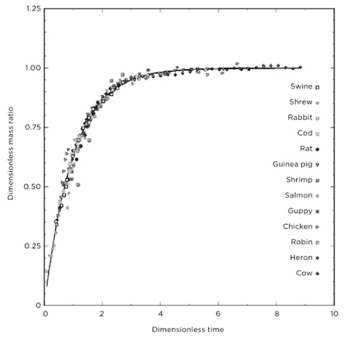 <strong>Figure 1.</strong> Geoffrey West’s universal growth curve. Courtesy of Penguin Press.