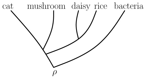 &lt;strong&gt;Figure 2.&lt;/strong&gt; A rooted phylogenetic tree with root \(\rho\).