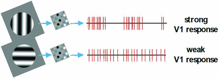 &lt;strong&gt;Figure 2.&lt;/strong&gt; The workings of orientation sensitivity (OS). Two different drifting gratings on the left—one aligned with the ON-OFF configuration in the group of six lateral geniculate nucleus (LGN) cells (top) and the other orthogonal to it (bottom)—elicit different LGN spike patterns (in red) that lead to very different visual cortex (V1) responses. Figure courtesy of the author.