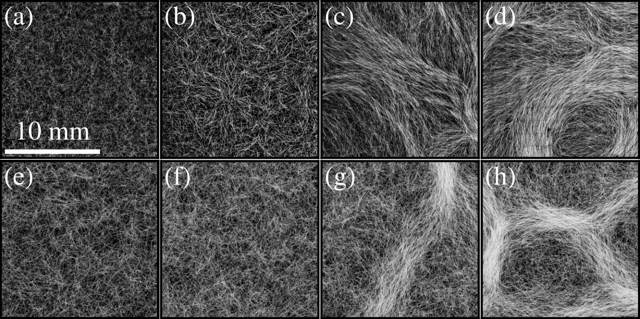 &lt;strong&gt;Figure 2.&lt;/strong&gt; Snapshots of cyanobacteria with increasing density. &lt;strong&gt;2a–2d.&lt;/strong&gt; Microscopic images of the bacteria. &lt;strong&gt;2e–2h.&lt;/strong&gt; Images generated by a mathematical model. The transition to self-organization occurs at the same density in both instances. Figure courtesy of [1].