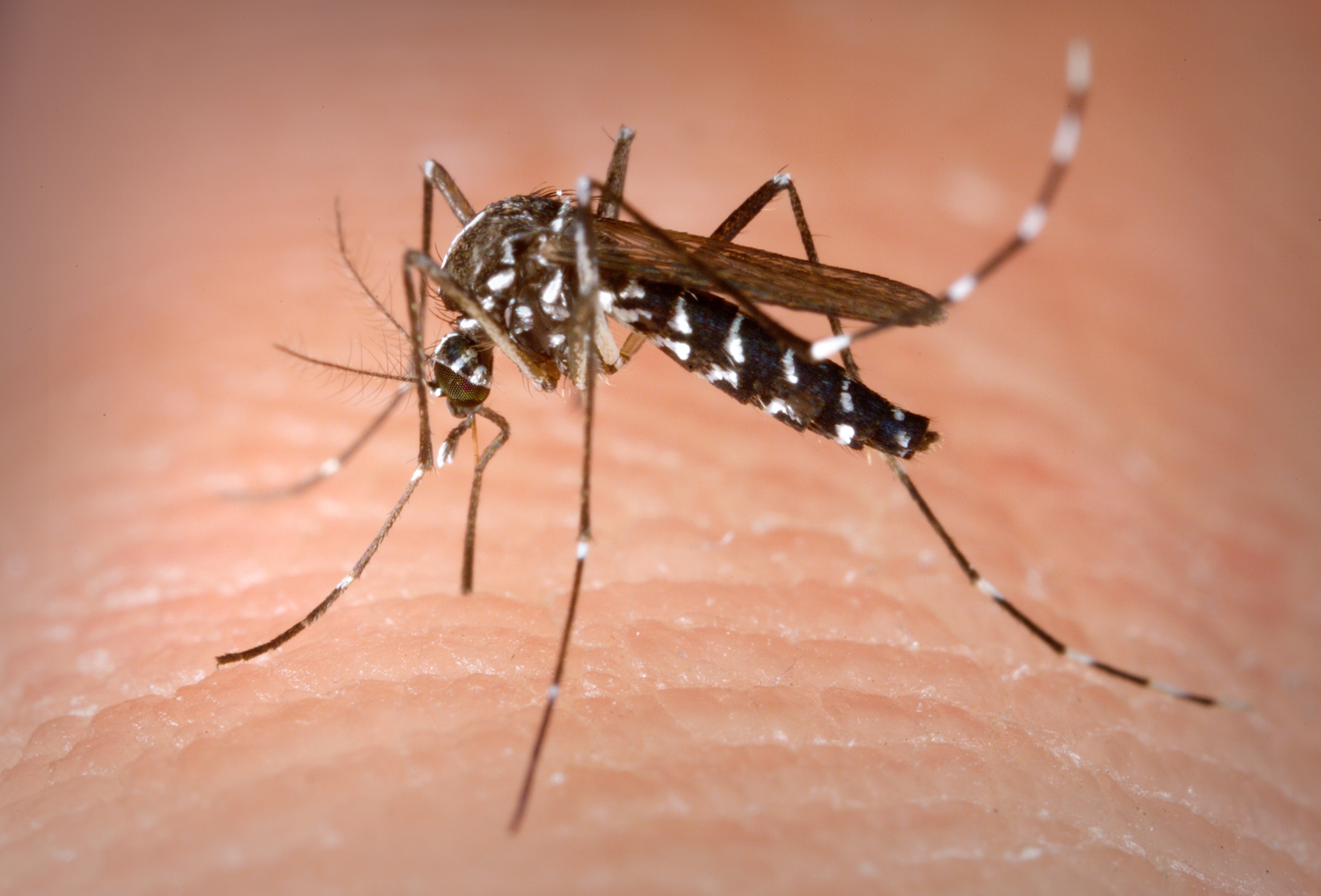 Mosquito management (insecticide spraying or bug nets, for example) is the main control measure for malaria and dengue, both of which are transmitted by mosquitos. Many vector-borne diseases lack effective vaccines. Image courtesy of Wikimedia Commons.