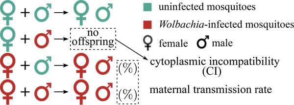 <strong>Figure 3.</strong> Schematic of Wolbachia's complex maternal transmission mating