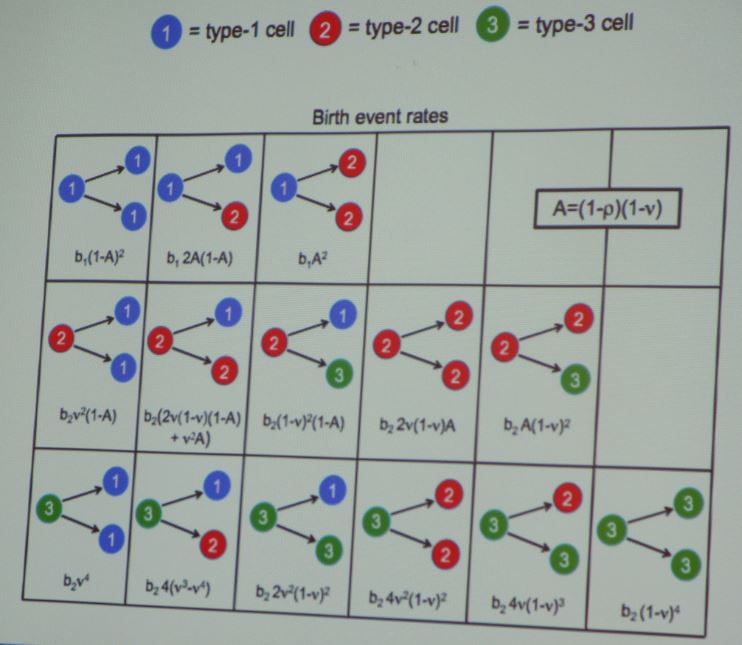 The division of type-1, drug-sensitive cells is fairly straightforward, but division of type 2 and type 3 cells is decidedly more complicated.
