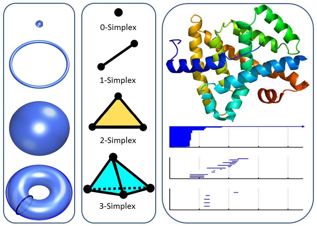 &lt;strong&gt;Figure 1.&lt;/strong&gt; An illustration of topological invariants (left), basic simplexes (middle), and protein-persistence barcodes (right). &lt;strong&gt;Left.&lt;/strong&gt; From top to bottom: a point, a circle, an empty sphere, and a torus. Betti-0, Betti-1, and Betti-2 numbers are, respectively, 1, 0, and 0 for a point; 0, 1, and 0 for a circle; 0, 0, and 1 for a sphere; and 1, 2, and 1 for a torus. Two auxiliary rings are added to the torus to explain Betti-1=2. &lt;strong&gt;Middle.&lt;/strong&gt; Four typical simplexes. &lt;strong&gt;Right.&lt;/strong&gt; Topological fingerprint (bottom) for a protein (top). Image credit: Zixuan Cang.