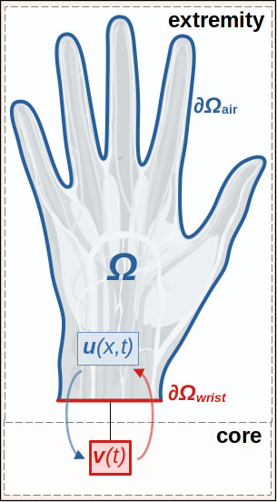 &lt;strong&gt;Figure 4.&lt;/strong&gt; Domain \(\Omega\) for \((5)\) and \((6)\), where boundary \(\partial\Omega=\) \(\partial\Omega_\textrm{air}\cup\partial\Omega_\textrm{wrist}\) respectively represents the portions of \(\partial\Omega\) that are exposed to air or attached to the rest of the body. The red arrow indicates the flow of warm blood to the hand, while the blue arrow shows the return of cooled blood to the core. Figure courtesy of the authors.