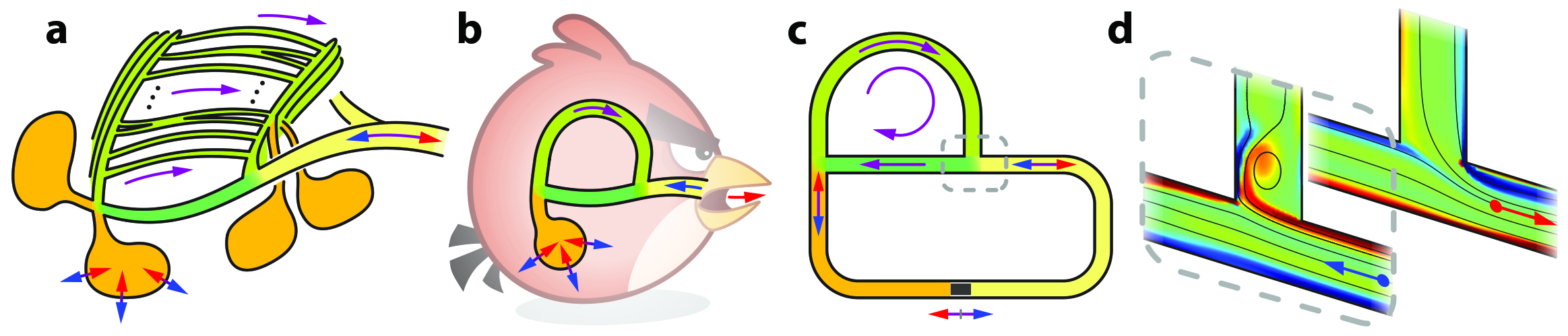 &lt;strong&gt;Figure 1.&lt;/strong&gt; Oscillatory airflows during breathing transform into one-way flows around loops in the bird lung. &lt;strong&gt;1a.&lt;/strong&gt; Unlike the branched network of mammalian lungs, avian lungs have loops and reconnections. &lt;strong&gt;1b.&lt;/strong&gt; A “spherical bird” approximation to the lung network that involves one loop (green) and oscillatory forcing from a single air sac (orange). &lt;strong&gt;1c.&lt;/strong&gt; A closed-circuit system that is driven by a reciprocating piston. &lt;strong&gt;1d.&lt;/strong&gt; Simulations show that nonlinear effects at network junctions provide the valving action that directs flows around the loop. Figure courtesy of the authors.