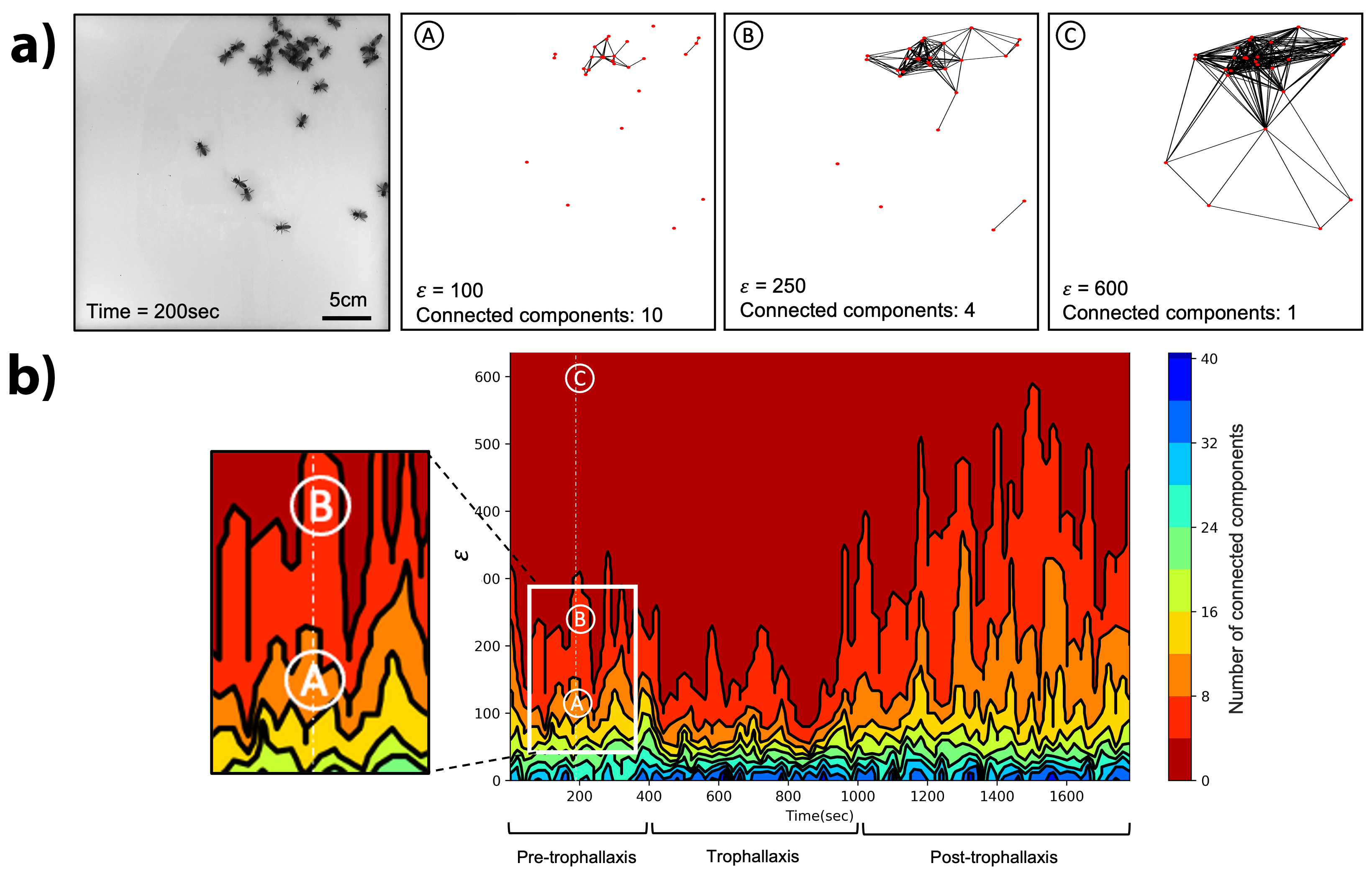&lt;strong&gt;Figure 2.&lt;/strong&gt; The effect of changing the scale parameter \(\epsilon\) on the number of \(\epsilon\)-connected components. &lt;strong&gt;2a.&lt;/strong&gt; A sample frame captured at \(t=200\) seconds, followed by three instances of complexes that form when one changes the value of \(\epsilon\). &lt;strong&gt;2b.&lt;/strong&gt; The CROCKER plot that corresponds to the full experiment in Figure 1. Figure courtesy of the Peleg labeetory.
