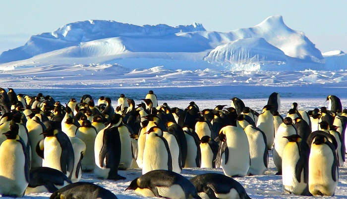&lt;strong&gt;Figure 1.&lt;/strong&gt; Emperor penguins exhibit huddling behavior to protect themselves from the wind and other elements. Public domain figure courtesy of the &lt;a href=&quot;https://www.news.uct.ac.za/article/-2017-03-06-penguins-on-the-move-in-a-warming-world&quot; targe=&quot;_blank&quot;&gt;University of Cape Town&lt;/a&gt;.