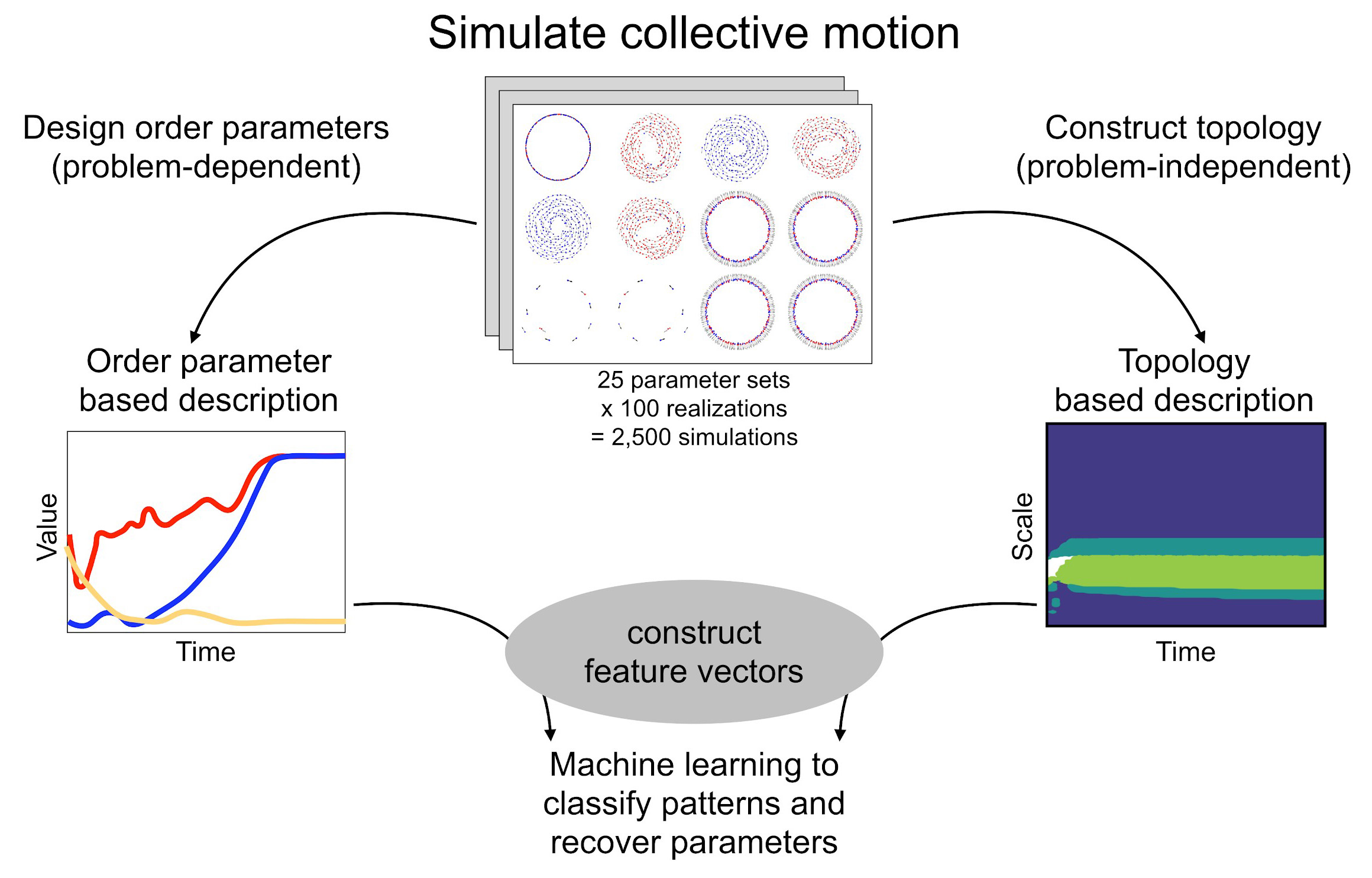 &lt;strong&gt;Figure 2.&lt;/strong&gt; Analysis pipeline [2] for recovering parameters and inferring collective motion phenotypes from data produced by simulations of an influential model of collective motion [4]. In this pipeline, one simulates the model many times and constructs a feature vector for each simulation. The feature vectors serve as input to machine learning algorithms, which identify parameters and the type of collective motion. Feature vectors arising from order parameter time series are traditionally used in studies of collective motion, such as group polarization or angular momentum. In contrast, one can utilize feature vectors that originate from topological data. Topological features yield far more accurate results than traditional features, even though they do not require contextual knowledge about model phenomena [2]. Researchers explore the limit of very low-dimensional features and attain 93.1 percent supervised classification accuracy using topological feature vectors reduced to three dimensions via principal component analysis (PCA) [2]. In contrast, three-dimensional feature vectors computed via PCA on group polarization and angular momentum achieve 46.7 percent and 30.0 percent accuracy respectively. Figure courtesy of Angelika Manhart and adapted from [2].