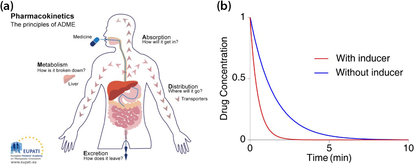 <strong>Figure 1.</strong> The concurrent administration of other drugs can affect the metabolism of a drug in the body. <strong>1a.</strong> Administered drugs are absorbed into the body and distributed to their target sites via the bloodstream. Enzymes—primarily within the liver—then metabolize the drugs, which are eventually excreted through mainly the kidneys. <strong>1b.</strong> In response, the plasma concentration of the drugs gradually declines over time (blue curve). But when inducers are administered together with the drug, they enhance the enzymes’ metabolic activity and accelerate the decline in drug concentration (red curve). Researchers often evaluate such drug interactions by the ratio of the area under the red and blue curves. Figure 1a courtesy of the <a href="https://toolbox.eupati.eu/resources/key-principles-of-pharmacology/" rel="noopener noreferrer" target="_blank">European Patients’ Academy on Therapeutic Innovation</a> and licensed under <a href="https://creativecommons.org/licenses/by-nc-sa/4.0/" rel="noopener noreferrer" target="_blank">CC BY-NC-SA 4.0</a>, Figure 1b courtesy of the authors.