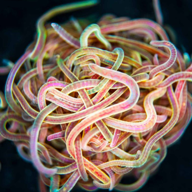 &lt;strong&gt;Figure 1.&lt;/strong&gt; A tangled mass of approximately 200 California blackworms, roughly 20 millimeters across. Figure courtesy of [1].