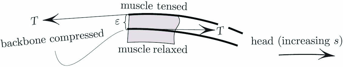 &lt;strong&gt;Figure 2.&lt;/strong&gt; The torque \(\tau=\varepsilon T\), which is created by compression \(T\) of the backbone and the equal tension of the muscle, tries to rotate the shaded section counterclockwise. Here, \(\varepsilon\) is small (the snake is thin), \(T\) is large, and \(\tau=\varepsilon T\) is finite. The torque is counterclockwise, so \(\tau&gt;0\).