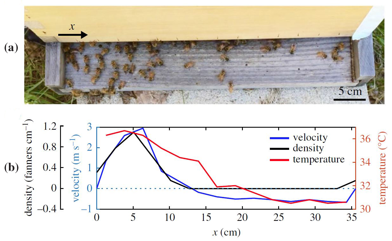 &lt;strong&gt;Figure 1.&lt;/strong&gt; Honeybee activity at a hive’s entrance. &lt;strong&gt;1a.&lt;/strong&gt; Honeybees ventilating at the entrance. There is a dense group of fanning bees at the left of the entrance and a dearth of fanning bees at the right. &lt;strong&gt;1b.&lt;/strong&gt; The air velocity (blue line), density (black line), and temperature (red line) along a hive’s nest entrance. Negative values indicate inflow while positive values indicate outflow. Figure courtesy of [5].